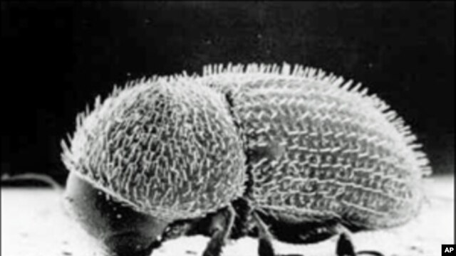 Bacterial Gene