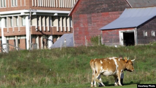 College Plan to Kill Oxen Draws Global Protest