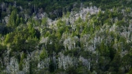 Pyjet zbusin efektet e ngrohjes globale