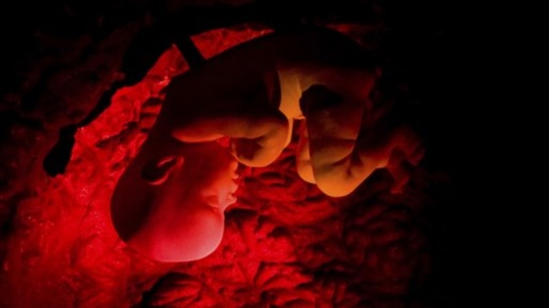 Загадка екатеринбургских эмбрионов