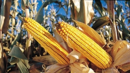 Demand remains high for food commodities like maize