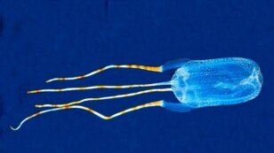 Tamoya ohboya. Common Name: Bonaire Banded Box Jelly (Photo: Ned DeLoach)