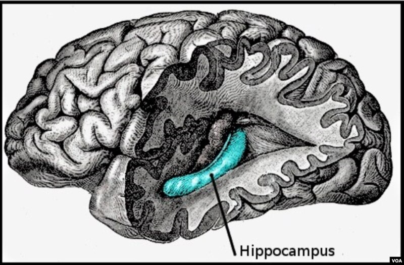 Hippocampus, blok merah di bagian lain otak yang berperan dalam ingatan, juga bisa terganggu akibat stroke.