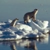New Movie Boosts Campaign to Save Polar Bears