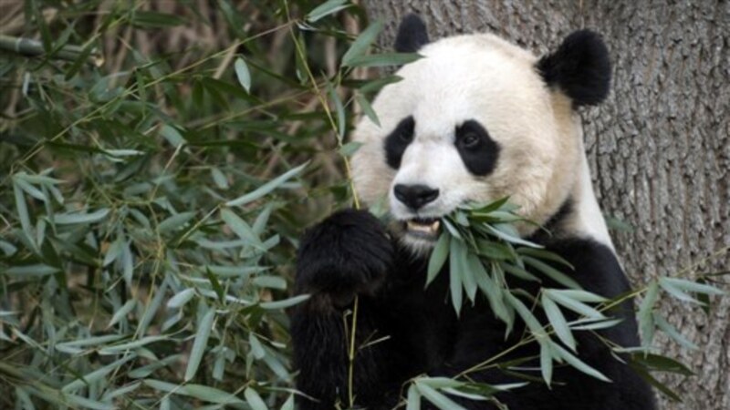 В зоопарке Вашингтона умер детеныш панды
